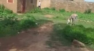 très grande parcelle à vendre à Moutougoula